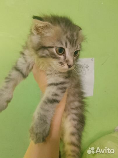 Кот в добрые руки)