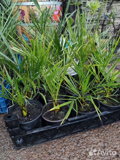 Пальма финиковая, хамеропс, бутия,трахикарпус и др