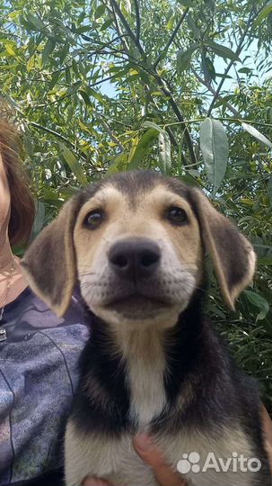 Бигль бесплатно