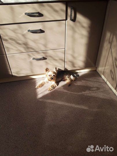 Йоркширский терьер вязка