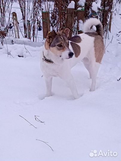 Луна собака компаньон