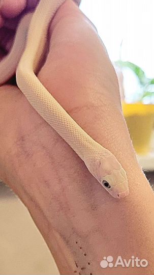 Белая змея обсолета леуцист