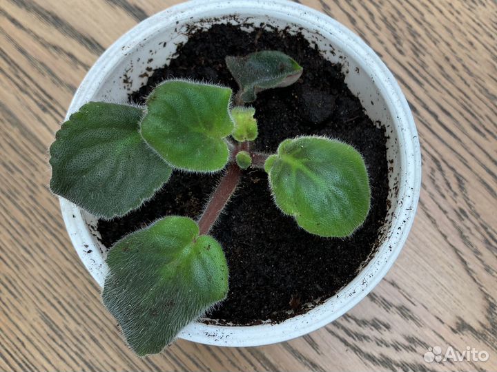 Розовая махровая фиалка