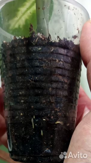 Диффенбахия Камилла