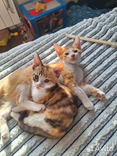 Котята мейн-кун метис