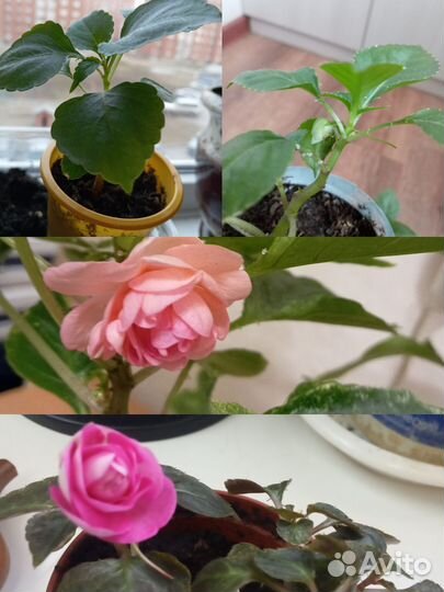 Комнатные цветы