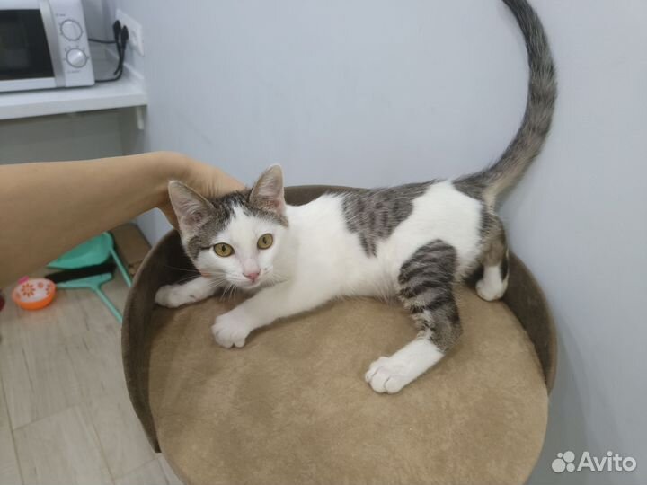 Котенок в добрые руки