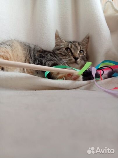 Кошки в добрые руки