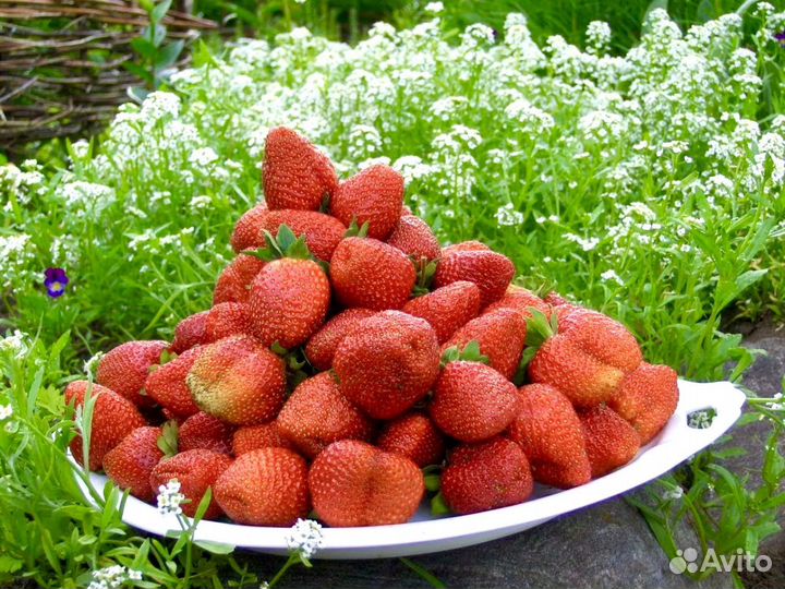 Продажа клубники и саженцы