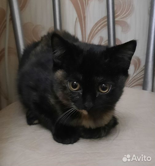 В добрые руки