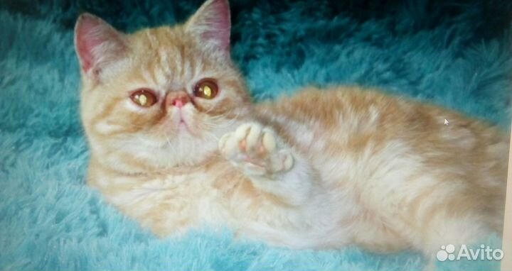 Очаровательные котята