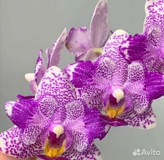 Орхидея арома