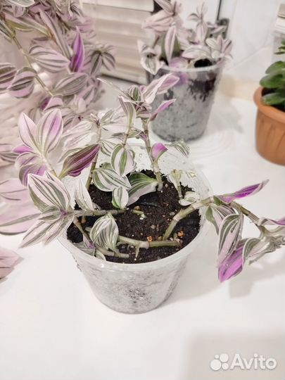 Традесканция нанук розовая