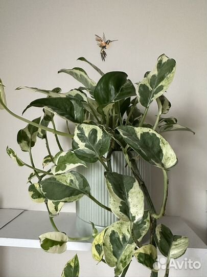 Эпипремнум Н-джой