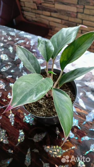 Аглаонема Крит