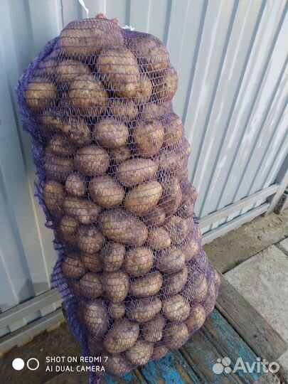 Картофель с личного хозяйства