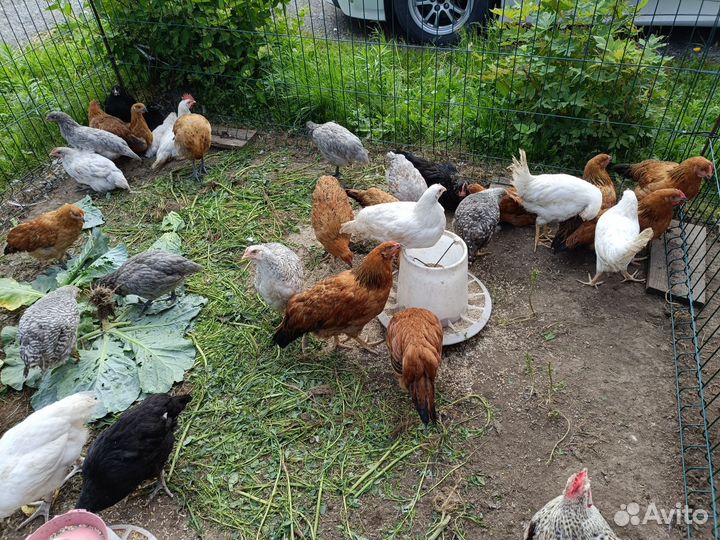 Куры молодки