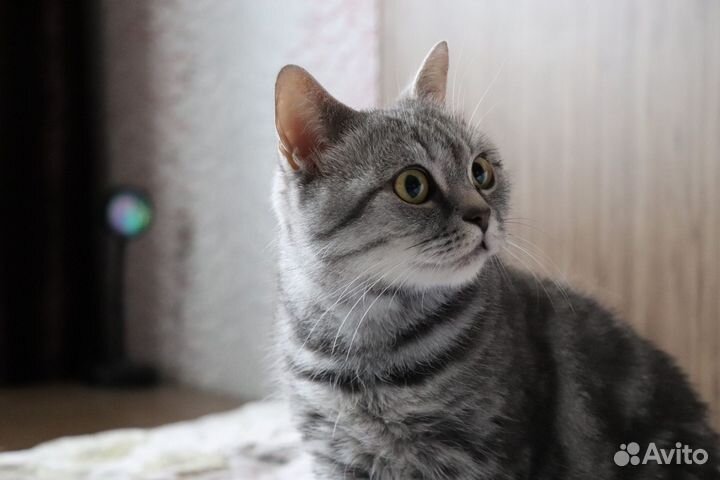 Вязка
