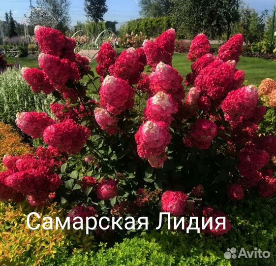 Гортензии саженцы