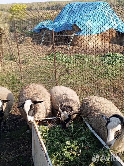 Овцы бараны