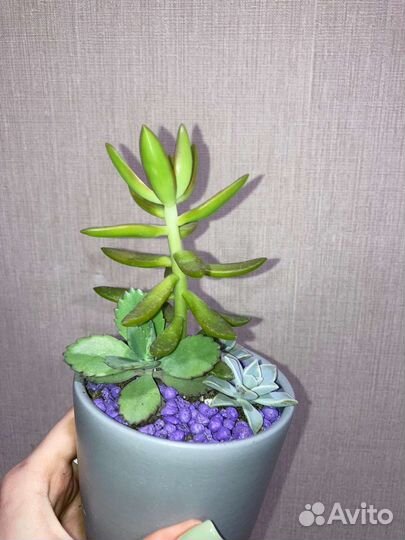 Сингониум,Замиокулькас и др