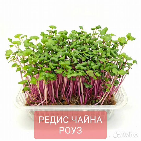 Набор для выращивания микрозелени