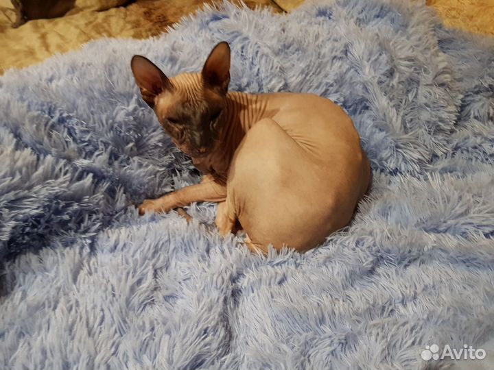 Донской сфинкс