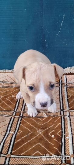 Стаффордширский терьер