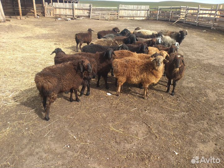 Баранчики на племя