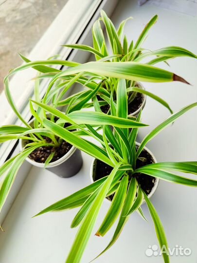 Хлорофитум