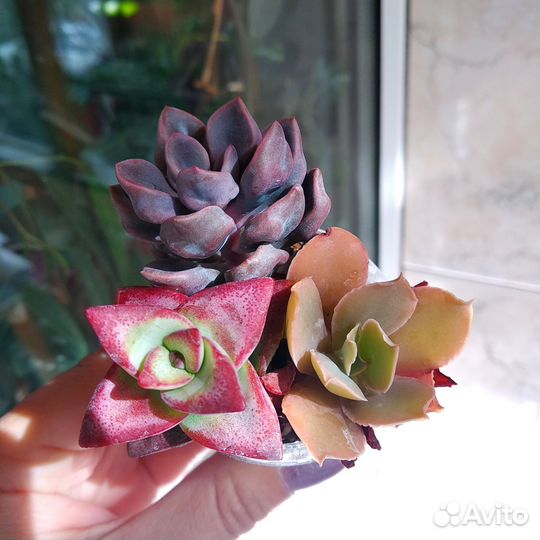 Суккуленты садик/флорариум