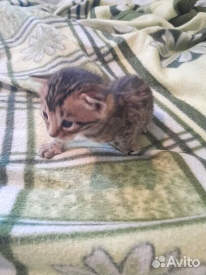 Бенгальские котята