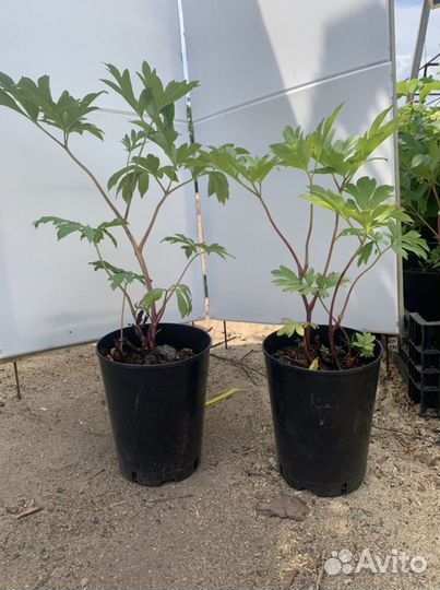 Пионы саженцы