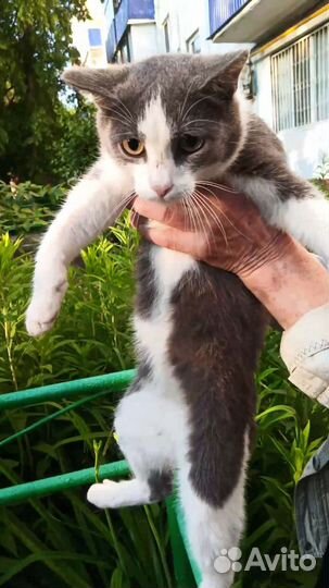 Котик в добрые руки
