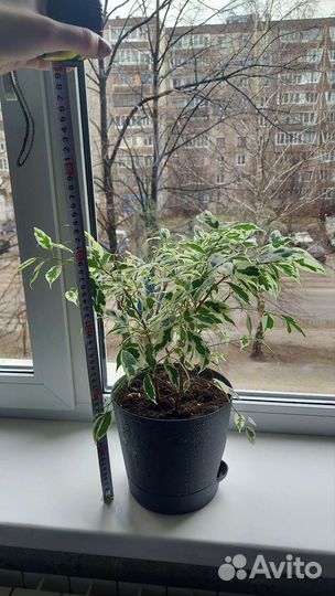 Фикус Бенджамина