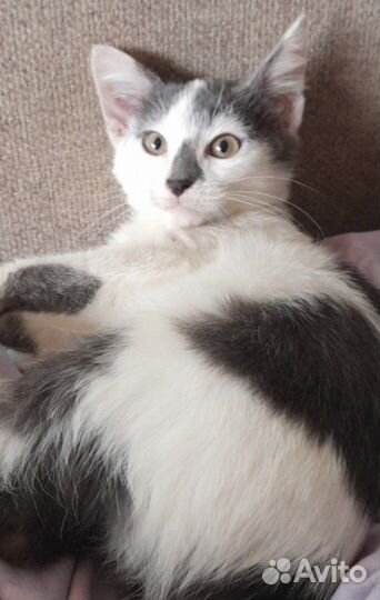 Котенок 4 месяца