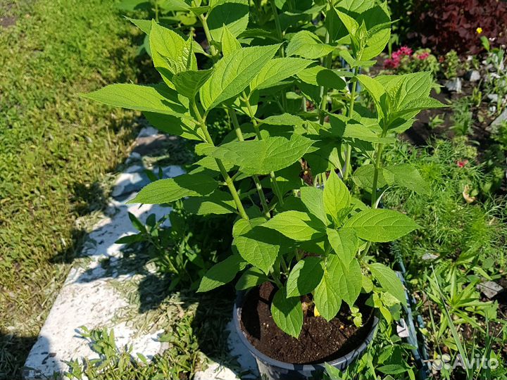 Гортензия саженцы