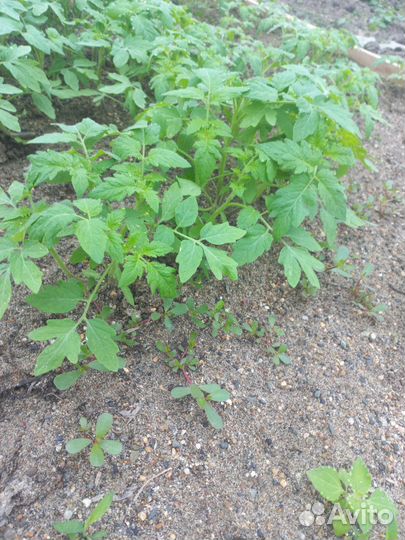 Рассада помидор