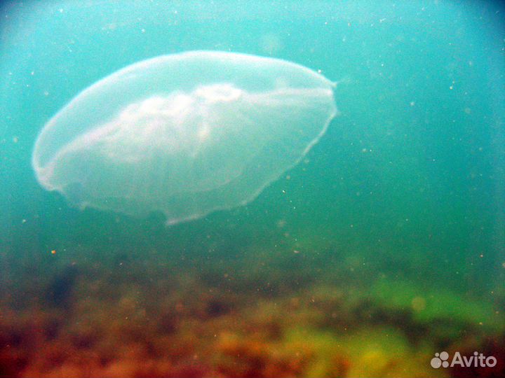 Дайвинг. Погружение. Экскурсии в Геленджике