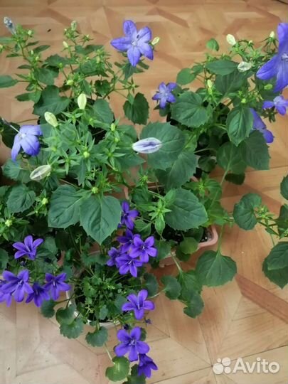 Полянка Кампанул