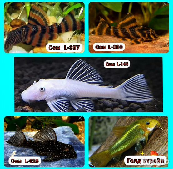 Большой ассортимент в наличии