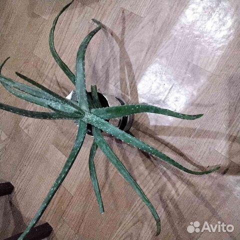 Алоэ 3 года