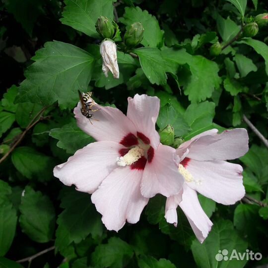 Гибискус древовидный Лавандер бело-розовый