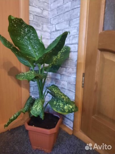 Диффенбахия