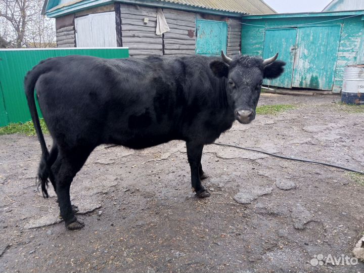 Нетель,корова