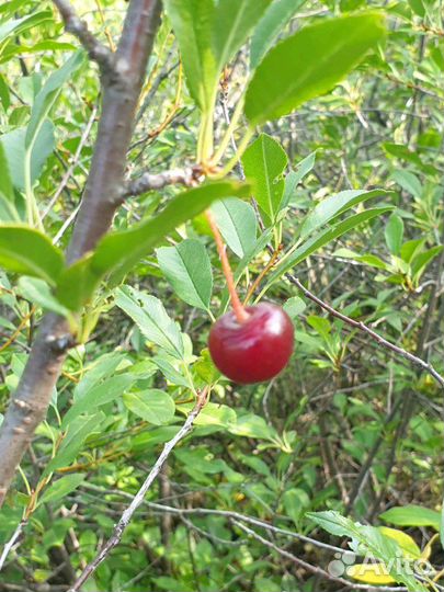 Вишня скрещеная с черешней (саженцы)
