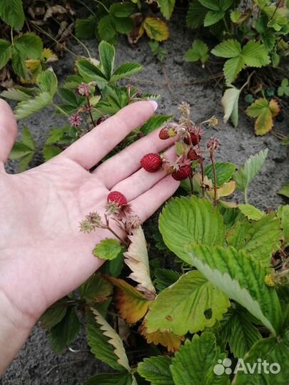 Ремонтантная земляника, клубника рассада