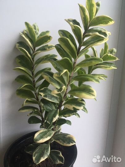 Хебе вариегатный