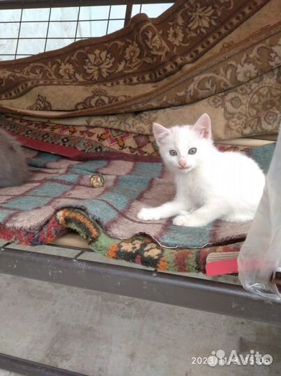 Котята, пушистая банда