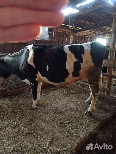 Корова дойная